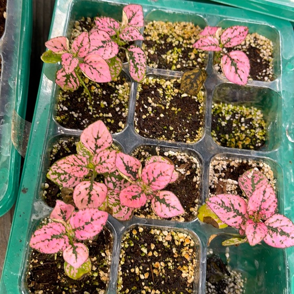 Pink Polka Dot Plant - Picture 7 of 8